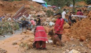 Pencarian Korban Longsor Tambang Emas Ilegal Dilanjutkan Lagi