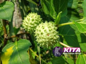 Buah Kecubung: Antara Ritual, Racun, dan Kematian