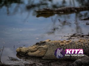 Populasi Buaya di Australia: Tantangan dan Upaya Pengendalian