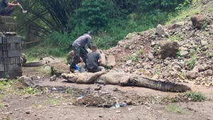 Penangkaran Buaya Cianjur